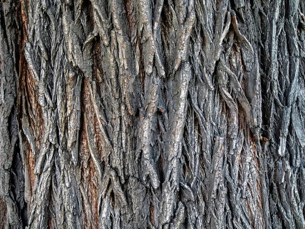 Textura Casca Grande Olmo Velho Uma Árvore Com Nome Latino — Fotografia de Stock