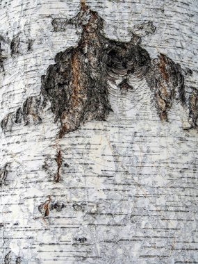 Eski huş ağacının yüzey dokusu, doğal yakın plan.