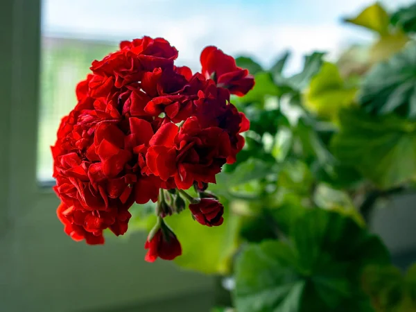 Fleurs Rouges Terry Géranium Sur Fond Flou Macro Zone Mise — Photo