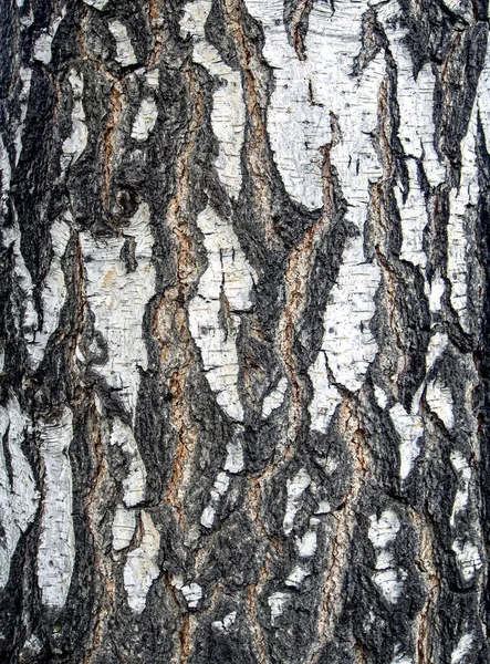 자작나무 껍질의 자연스럽게 — 스톡 사진