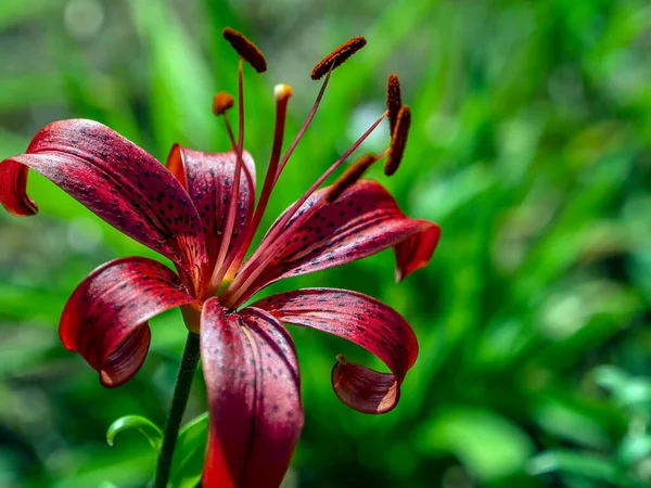 美丽的红虎百合花在花园里 背靠模糊的自然绿叶 狭窄的焦点地带 — 图库照片