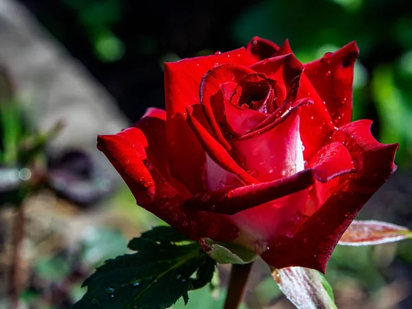 Beautiful Red Rose Raindrops Blurred Green Natural Background Morning Sun — Stock Photo, Image