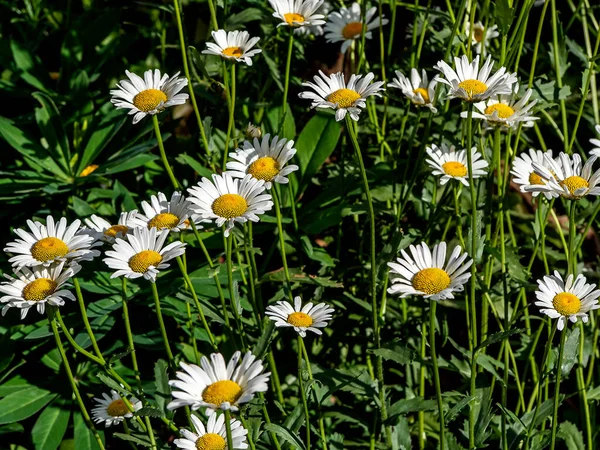White Daisies Blurred Green Natural Background — Stock Photo, Image