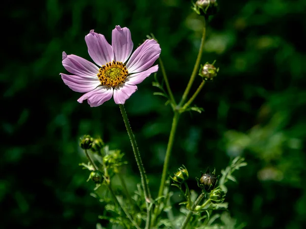 Delicada Cosmética Rosa Florece Jardín Sobre Fondo Natural Verde Oscuro —  Fotos de Stock