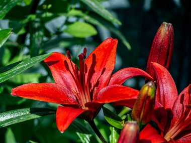 Bahçedeki parlak kırmızı zambak çiçekleri bulanık doğal bir arka planda