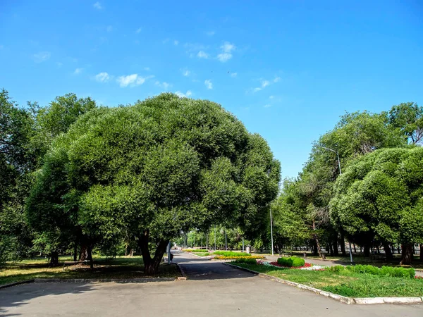 Exuberantes Árvores Verdes Iluminadas Pelo Sol Manhã Praça Cidade — Fotografia de Stock