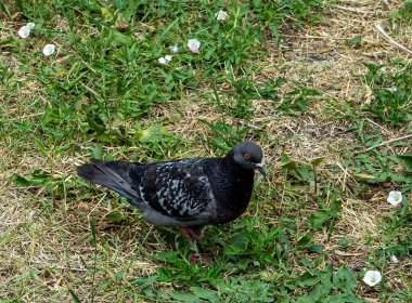 Şehir güvercini yeşil çimlerde yürür