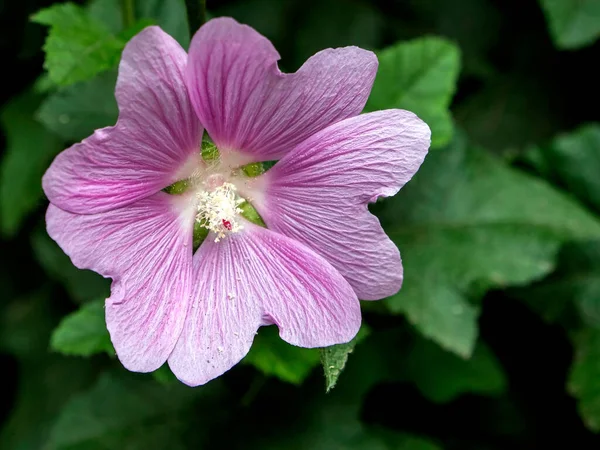 Delicato Fiore Malva Rosa Uno Sfondo Verde Naturale — Foto Stock