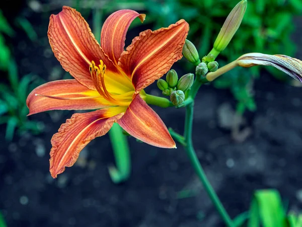 Lirios Color Naranja Brillante Jardín Contra Paisaje Natural Borroso —  Fotos de Stock