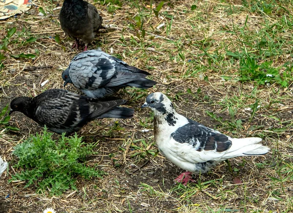 Palomas Ciudad Caminan Hierba Verde Suelo —  Fotos de Stock