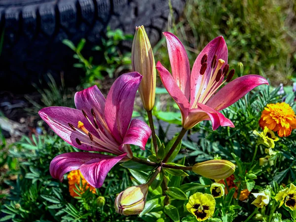 Pembe Lily Bahçede Bulanık Doğal Bir Arka Planda Çiçek Açar — Stok fotoğraf