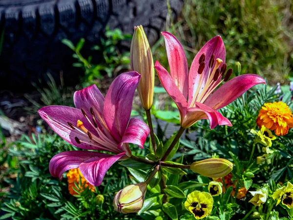 Rosa Giglio Fiorisce Giardino Uno Sfondo Naturale Sfocato — Foto Stock