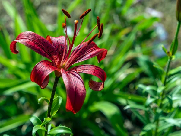 美丽的红虎百合花在花园里 背靠模糊的自然绿叶 狭窄的焦点地带 — 图库照片