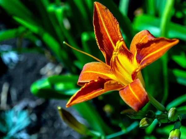 Lirios Color Naranja Brillante Jardín Contra Paisaje Natural Borroso —  Fotos de Stock