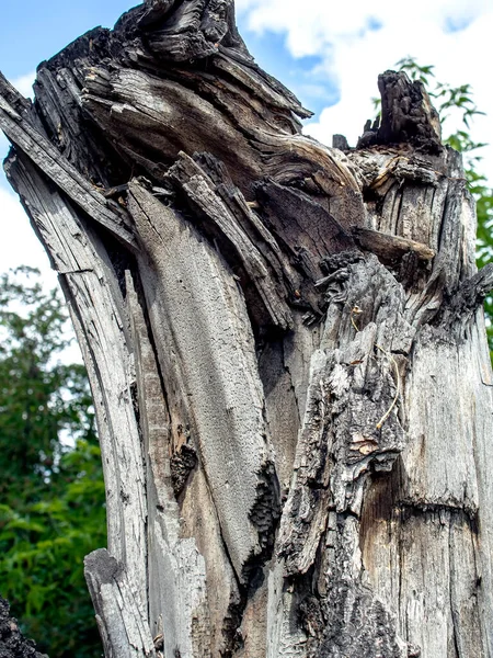 旧树桩的侧面 有裂缝和裂缝 被太阳晒干 — 图库照片
