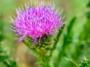 Güzel, parlak bir devedikeni çiçeği. Latince adı Carduus olan bitkiler. Yeşil doğal arka plan, dar odak alanı.