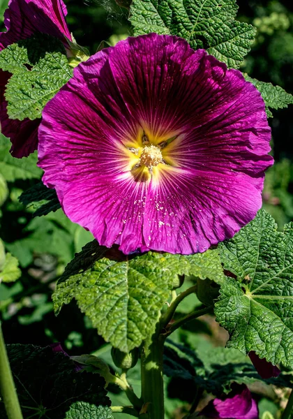 Bella Malva Fiori Rosso Scuro Nome Latino Alcea Rosea Primo — Foto Stock