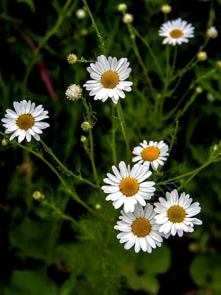 White Daisies Blurred Green Natural Background — Stock Photo, Image