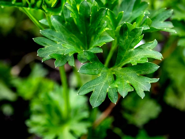 Maydanoz yaprakları, bahçede latin adı Petroselinum crispum olan baharatlı bir bitki, makro. — Stok fotoğraf