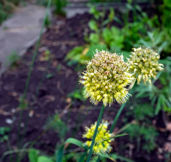 Sementes quase maduras de plantas de alho selvagem com o nome latino Allium ursinum — Fotografia de Stock