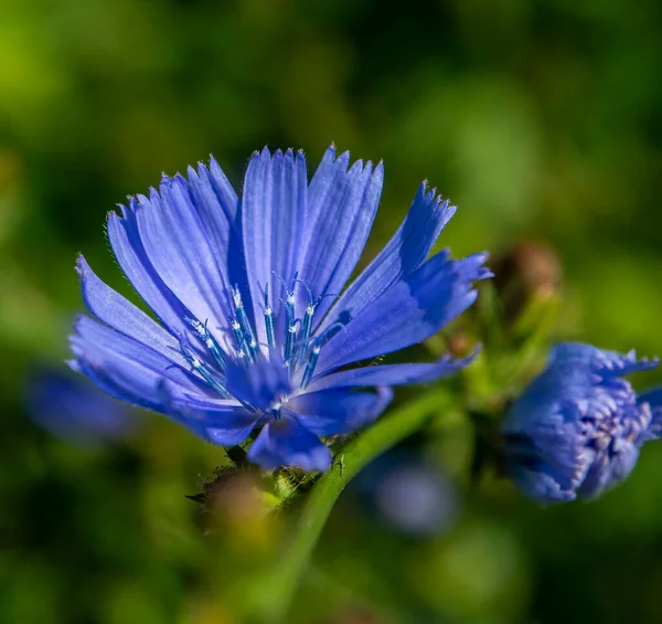 Delicadas flores azuis de chicória, plantas com o nome latino Cichorium intybus, macro — Fotografia de Stock