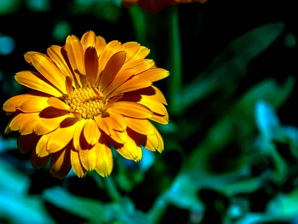 Flor de caléndula amarilla, plantas con el nombre latino Caléndula, macro, zona de enfoque estrecho — Foto de Stock