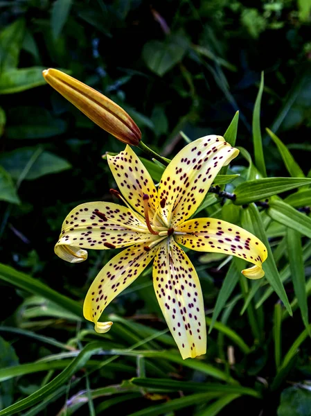 Bright yellow tiger lilies in the garden — Stock Photo, Image
