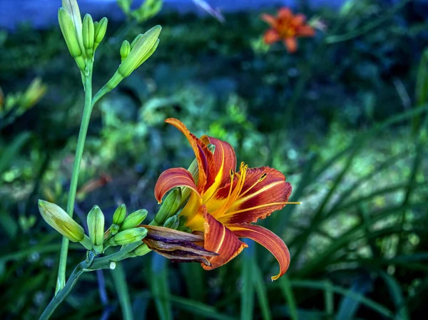 Bellissimi gigli arancioni luminosi in giardino — Foto Stock