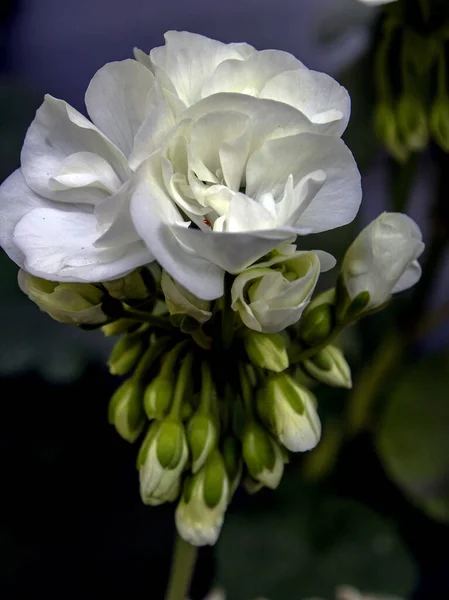 Hermoso fresco delicada floración de geranio blanco, macro —  Fotos de Stock