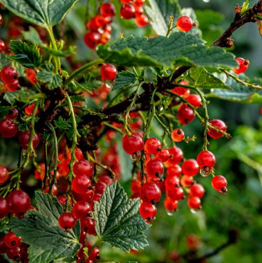 Yağmurdan sonra damlayan kırmızı frenk üzümü dalı, makro, dar odak alanı