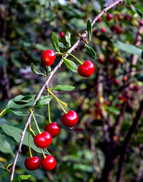 Reife Kirsche Auf Einem Zweig Mit Tropfen Nach Regen Makro — Stockfoto