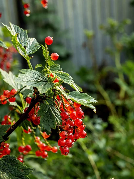 Roter Johannisbeerzweig Mit Tropfen Nach Regen Makro Schmaler Fokusbereich — Stockfoto