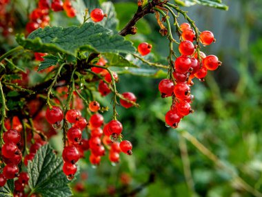 Yağmurdan sonra damlayan kırmızı frenk üzümü dalı, makro, dar odak alanı
