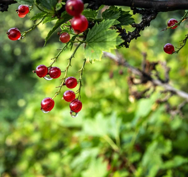 Roter Johannisbeerzweig Mit Tropfen Nach Regen Makro Schmaler Fokusbereich — Stockfoto