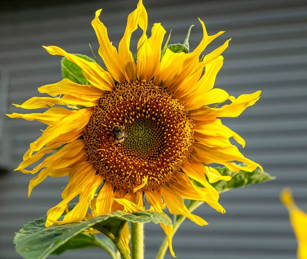 Girasol Amarillo Florece Abejorro Recoge Néctar Macro Zona Enfoque Estrecho — Foto de Stock