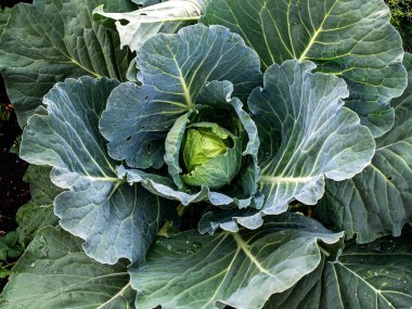 sulu yeşil lahana yaprakları bahçede kıvrılmaya başlar.