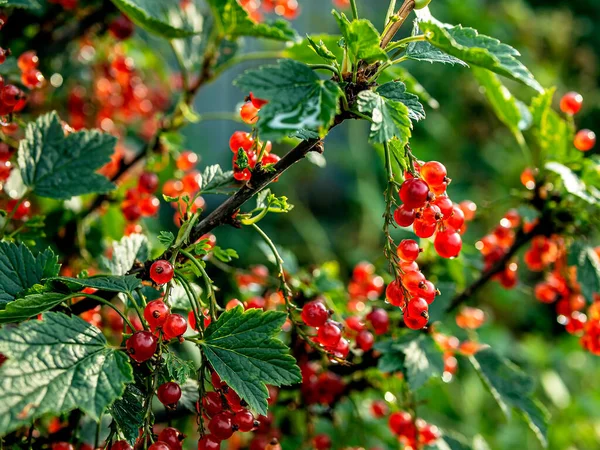 Yağmurdan sonra damlayan kırmızı frenk üzümü dalı, makro, dar odak alanı