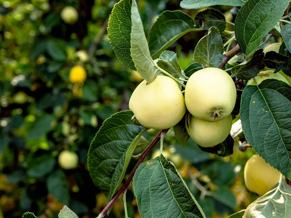 Amadurecer Maçãs Suculentas Verdes Ramos Jardim Macro — Fotografia de Stock