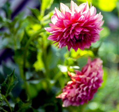 Hassas pembe Dahlia çiçeği bulanık doğal arka plan, makro, yumuşak odak