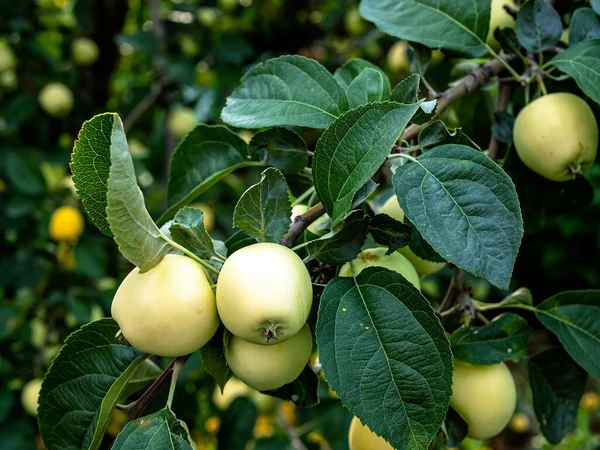 Amadurecer Maçãs Suculentas Verdes Ramos Jardim Macro — Fotografia de Stock