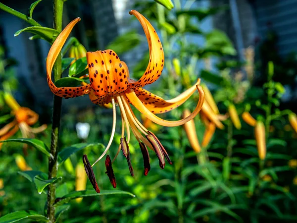 Narancs Tigris Lily Egy Elmosódott Természetes Háttér Makro Szűk Fókusz — Stock Fotó