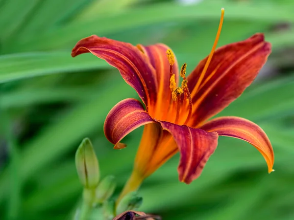 Blooms Red Purple Lily Garden Blurred Natural Background Macro Narrow — Stock Photo, Image