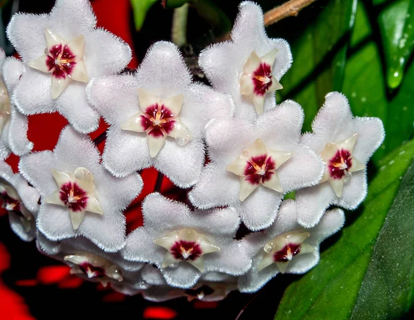 Blume Von Hoya Carnosa Porzellanblume Oder Wachspflanze Hat Wachsblätter Und — Stockfoto