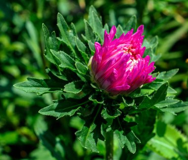 Taze pembe Aster bulanık doğal bir arka planda bahçede çiçek açar.