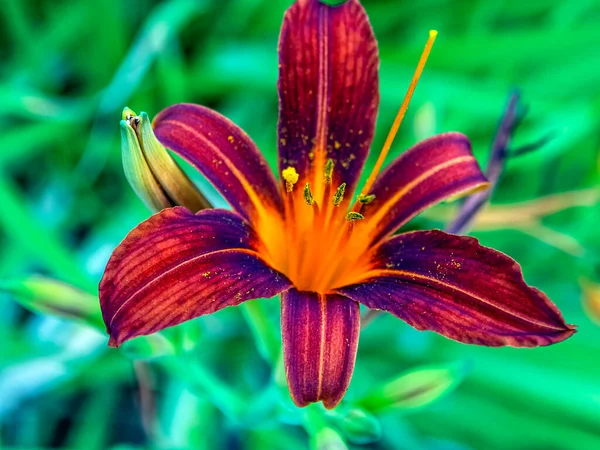 Blooms Red Purple Lily Garden Blurred Natural Background Macro Narrow — Stock Photo, Image