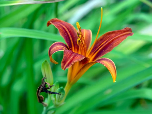 Blooms red-purple Lily in the garden on a blurred natural background, macro — Stock Photo, Image