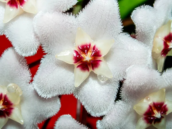 Hausblume mit dem lateinischen Namen Hoya carnosa, schmaler Fokusbereich, Makro — Stockfoto