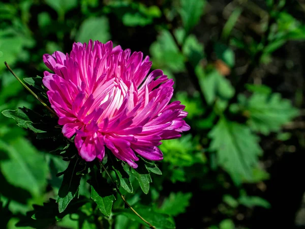 Rose Frais Aster Fleurit Dans Jardin Sur Fond Naturel Flou — Photo