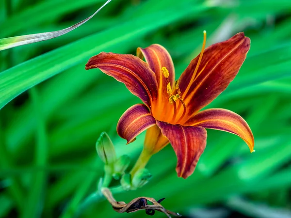 Blooms Red Purple Lily Garden Blurred Natural Background Macro Narrow — Stock Photo, Image
