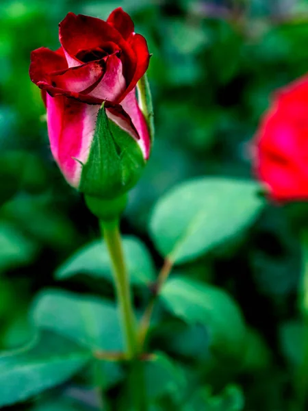 Red Rose Bud Blooms Garden Background Blurred Natural Landscape — Stock Photo, Image